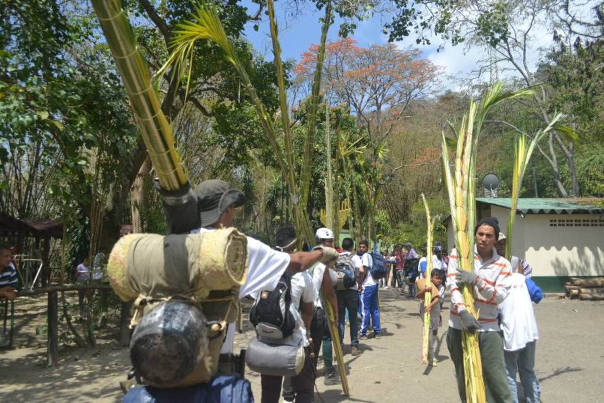 Palmeros de Chacao siguen la tradición “contra viento y marea” ACN