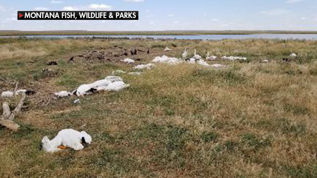 Decenas de miles de aves muertas o heridas por tormentas de granizo. Foto: fuentes.