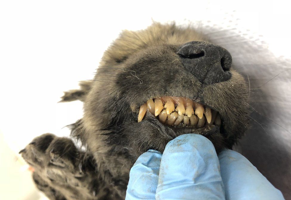 Científicos se encuentran perplejos por un perro congelado de 18.000 años encontrado en Siberia. Foto: fuentes.