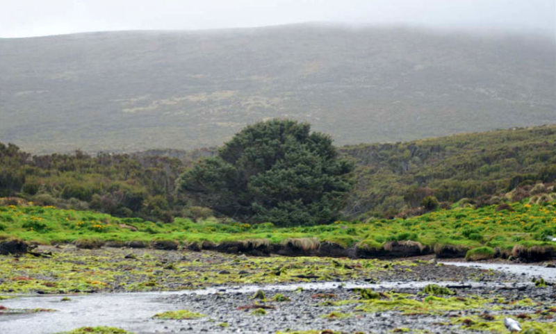 árbol