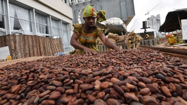 cacao