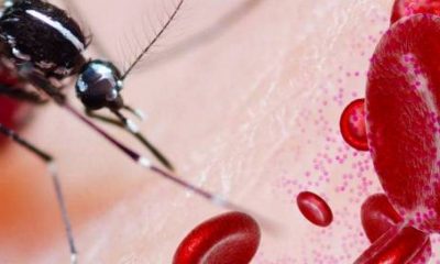 paludismo-mosquito-acn
