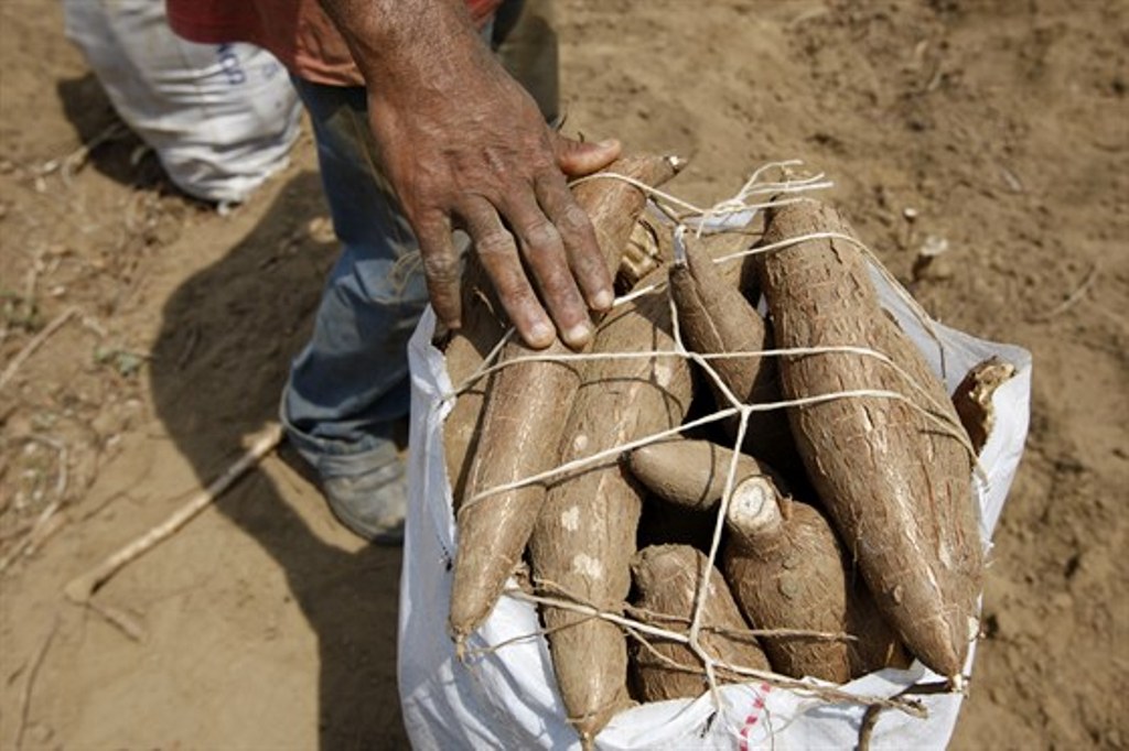 Yuca Amarga