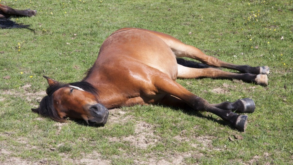 Caballo-acn