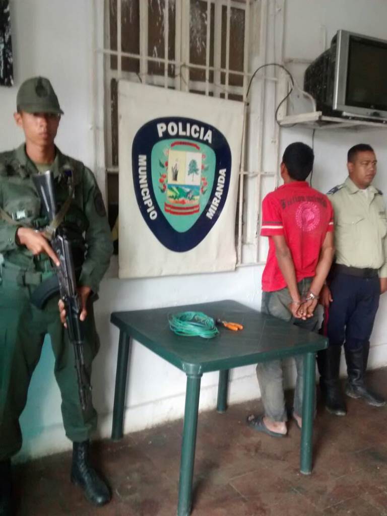 Robagranjas, sacos, pollo - acn