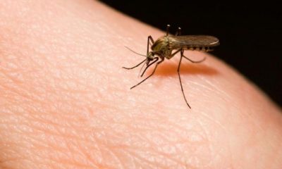malaria, Venezuela -acn