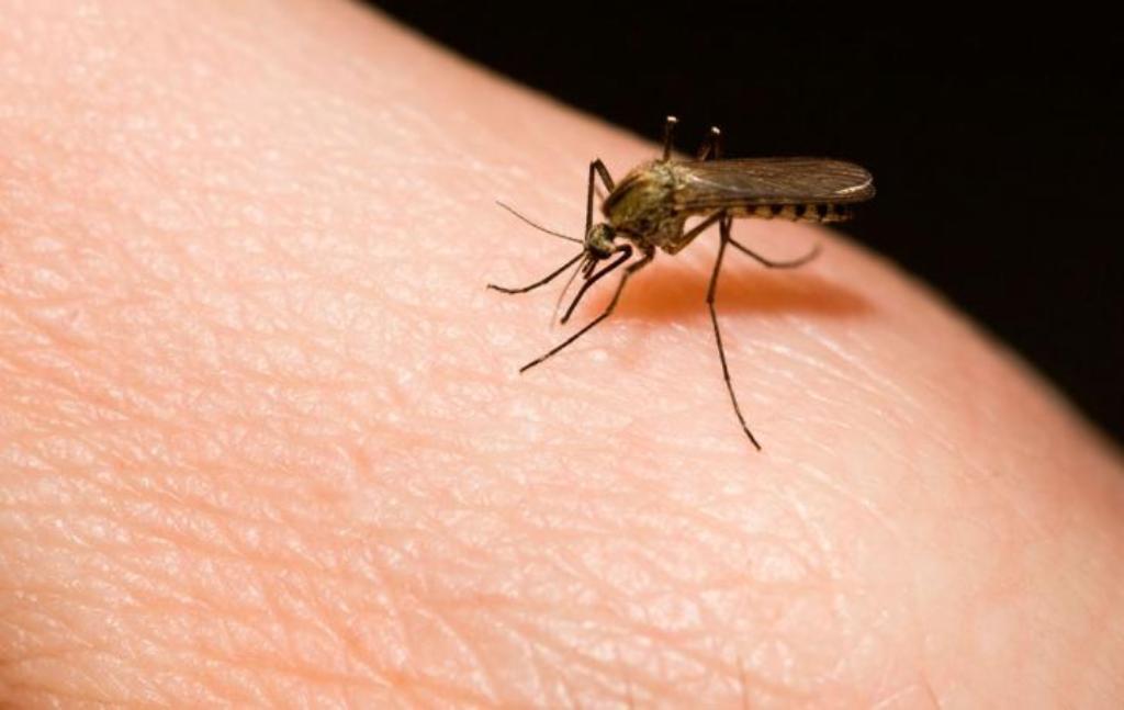 malaria, Venezuela -acn