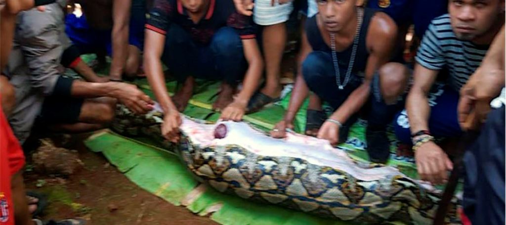 Serpiente - acn