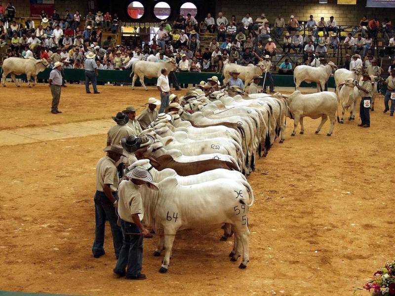 Feria del cebú - acn