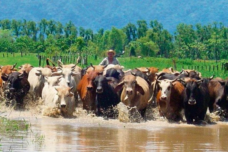 Invertir en agricultura - acn