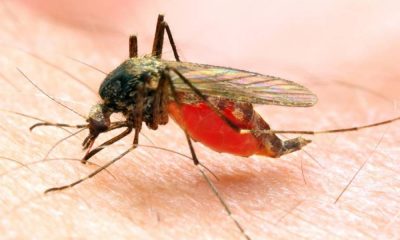 Mas de un millón de nuevos casos de malaria en Venezuela