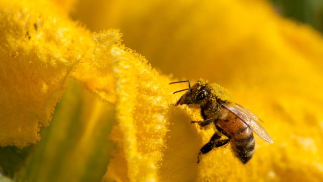 Alarmantes resultados muestra informe de la ONU sobre biodiversidad.