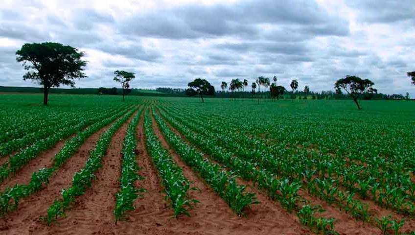 inversión agrícola- acn