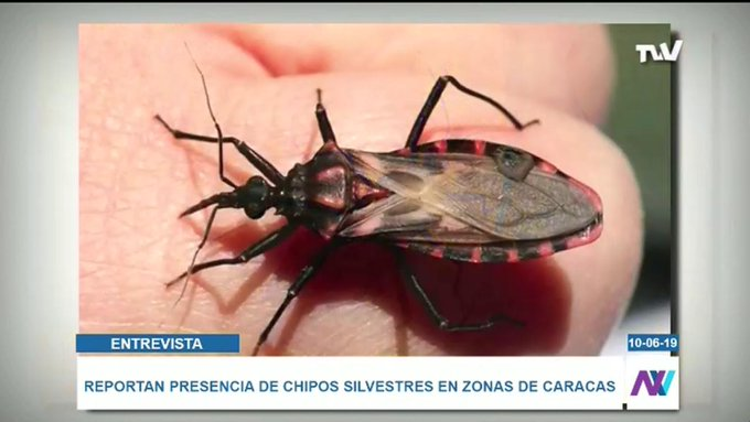 Reportan presencia de chipos infectados en Caracas.