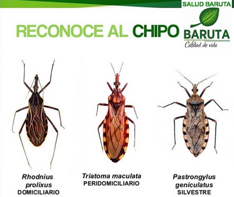 Información acerca del insecto, publicada por la Alcaldía de Baruta. Foto: fuentes.