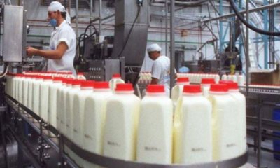 producción de leche en el táchira- acn
