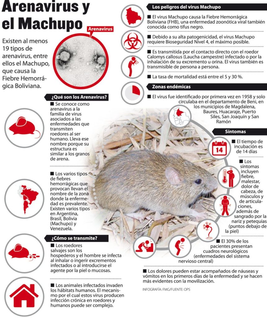 Infografía acerca del Arenavirus. Fuente: FMG/OPS.