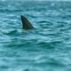 Adolescente fue mordida por un tiburón mientras surfeba en Florida