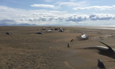 Extraño hallazgo de ballenas "piloto" muertas en Islandia