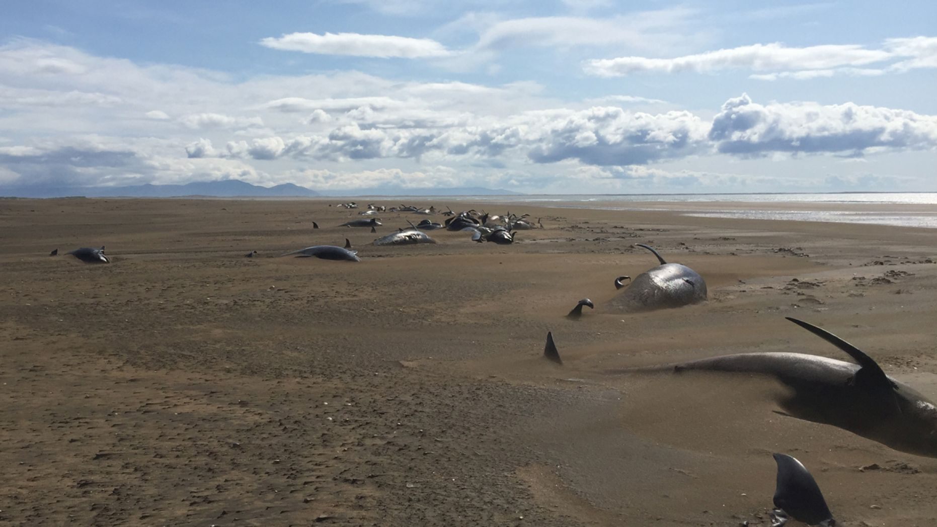 Extraño hallazgo de ballenas "piloto" muertas en Islandia