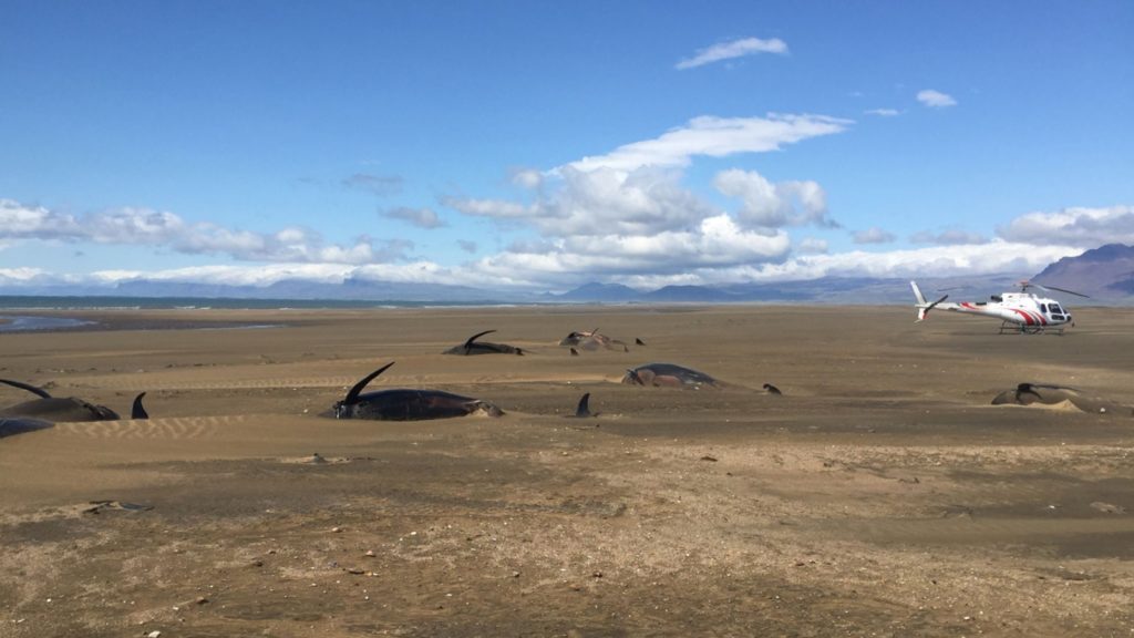 Extraño hallazgo de ballenas piloto muertas en Islandia. Foto: fuentes.