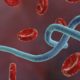 Epidemia de Ébola en Congo es declarada emergencia de salud internacional