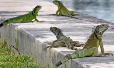 Florida alienta a los propietarios a matar iguanas verdes "en sus propiedades"