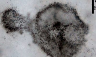 Pistas de la antigua Tierra revelan fósiles microbianos inusualmente grandes