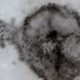 Pistas de la antigua Tierra revelan fósiles microbianos inusualmente grandes