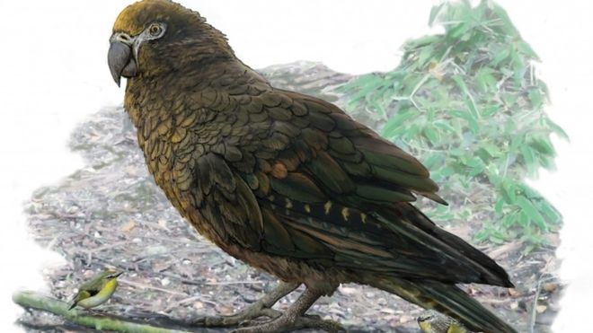 Antiguo Loro descubierto en Nueva Zelanda tenía 1 metro de altura