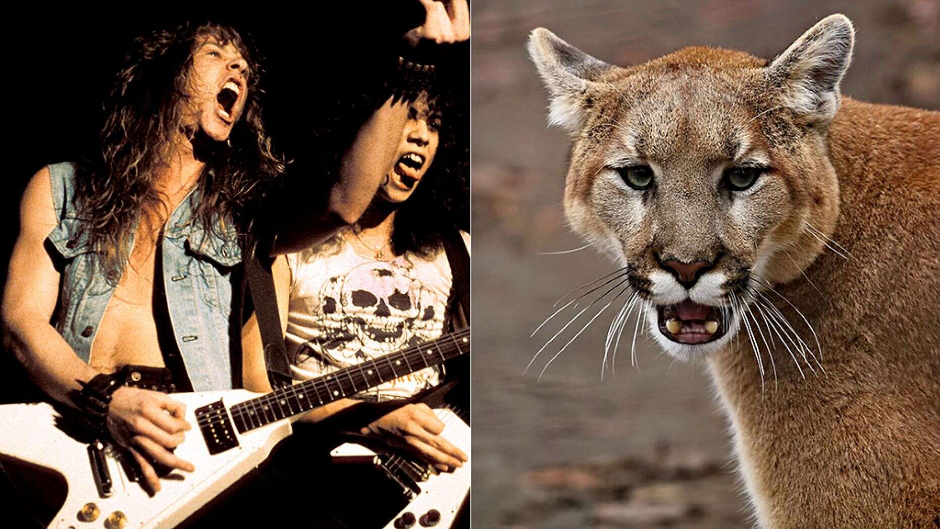 Excursionista usó una canción de Metallica para ahuyentar a un puma