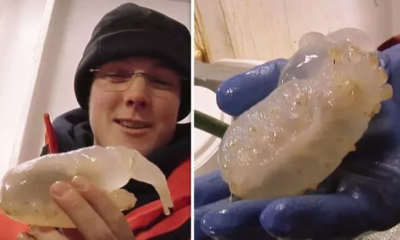 Científicos de la Antártida encuentran una bizarra criatura debajo del hielo