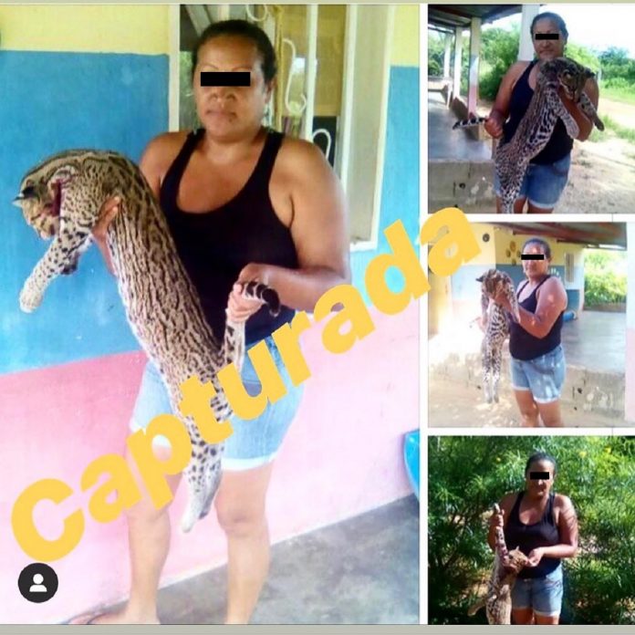 matar a un cunaguaro- acn