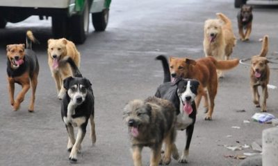 perros abandonados- acn
