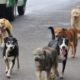 perros abandonados- acn