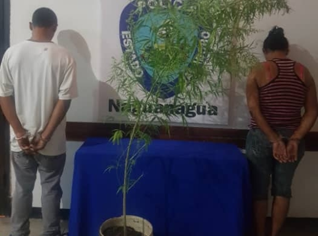 Siembra de marihuana - acn