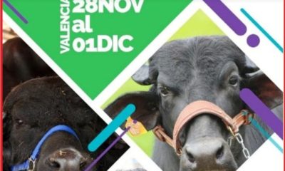 Gran Feria Nacional del Búfalo Carabobo - acn