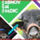 Gran Feria Nacional del Búfalo Carabobo - acn