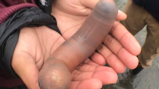 Invasión del "Pez Pene" causó alarma en una playa de California