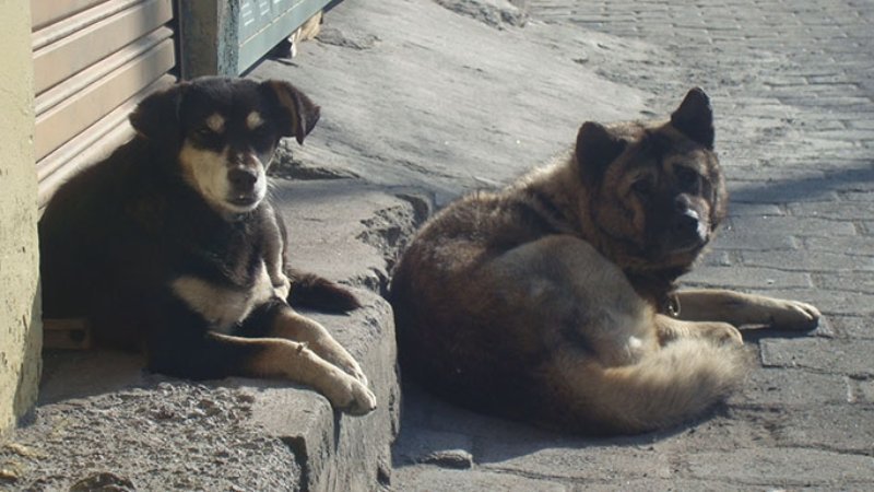 Dos perros - ACN