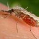 Casos de malaria en Carabobo - ACN