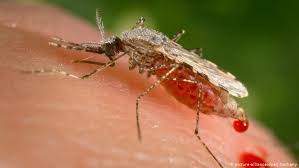 Casos de malaria en Carabobo - ACN