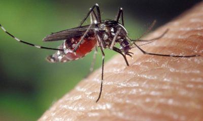 mosquitos - acn