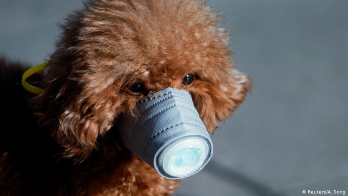 perro coronavirus hong kong- acn