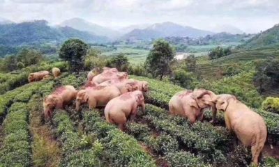 Elefantes se escaparon en china