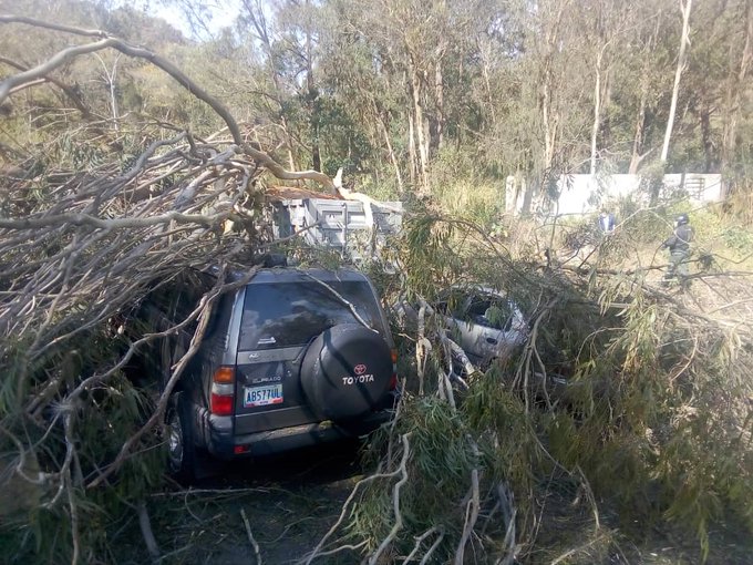 caída árbol niño herido- acn