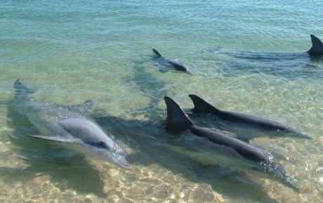 Delfines llegan a bahía de Pampatar - ACN