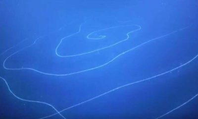 Descubren el animal mas grande de la tierra en la costa de Australia