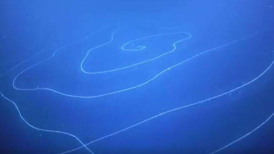 Descubren el animal mas grande de la tierra en la costa de Australia