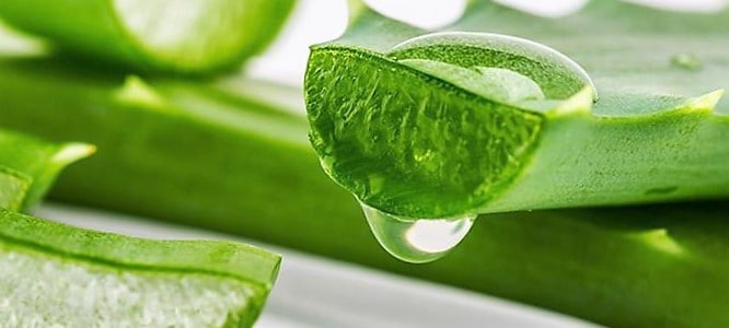 Beneficios de la sábila - ACN